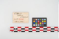 Etikett zu Eisengriffangelmesser (NHMW-PRAE-025647)